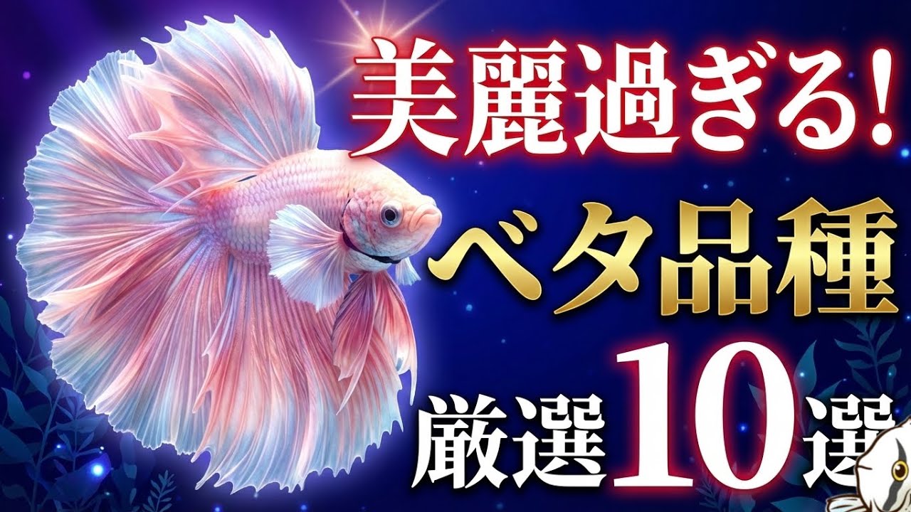 【衝撃】これ全部ベタです！見た目が別次元なモルフ10選【淡水魚 アクアリウム】