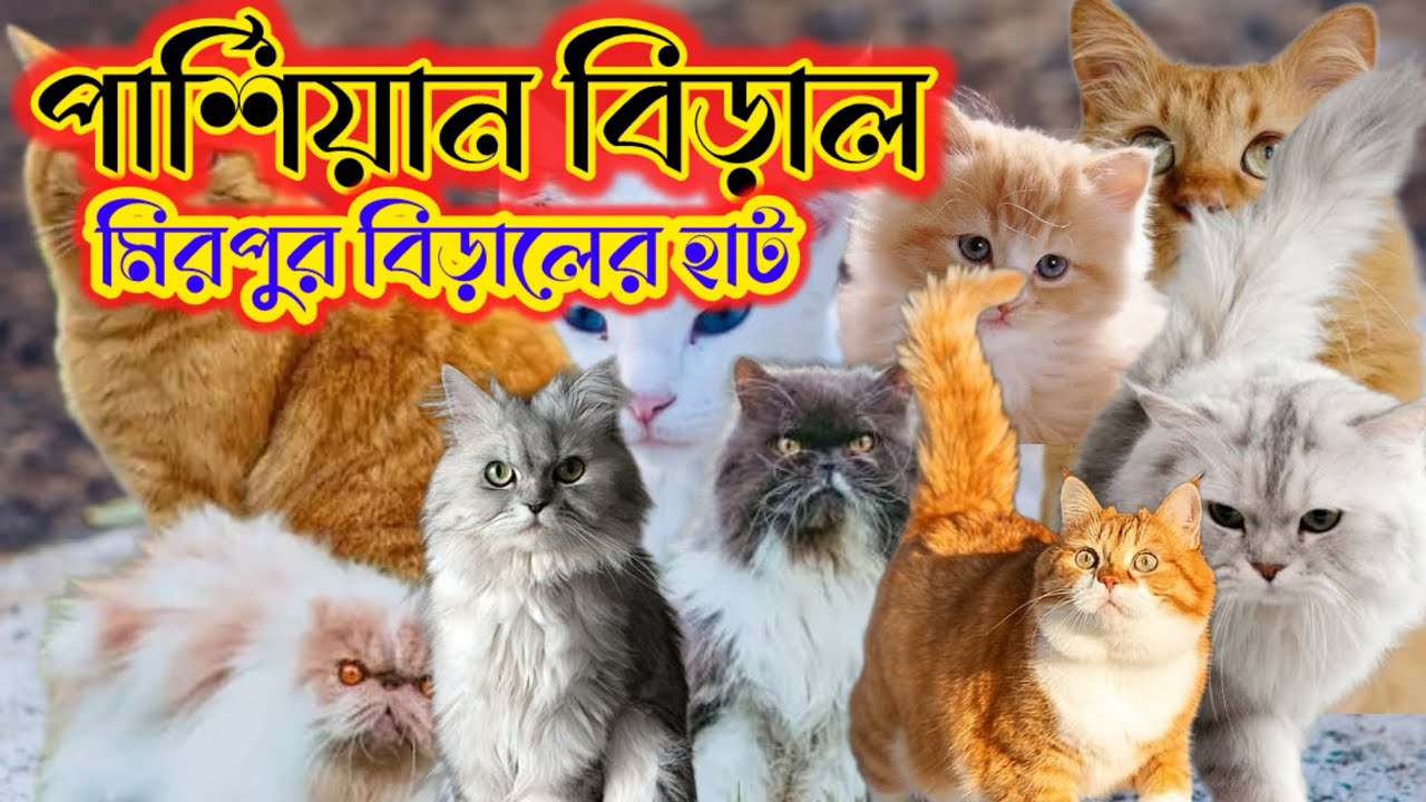 পার্শিয়ান বিড়াল মিরপুর বিড়ালের হাট পাঁচ হাজার টাকা থেকে শুরু//cat and animals in mirpur1 cat