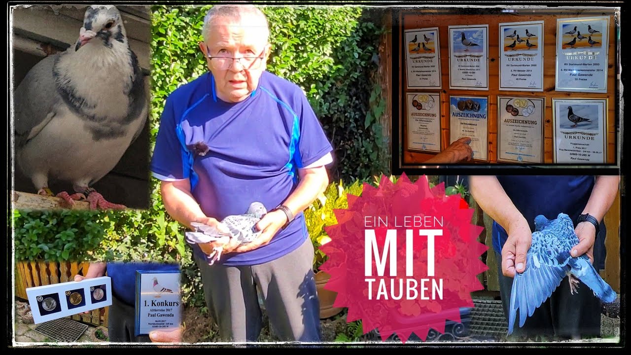 ZU BESUCH BEIM TAUBENZÜCHTER PAUL GAWENDA, #TAUBENFLÜSTERER AUS DORTMUND  PIGEON BREEDER FROM GERM.