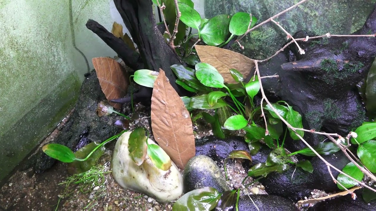 Naturnahes Aquarium einrichten (Paraguay Neugestaltung)