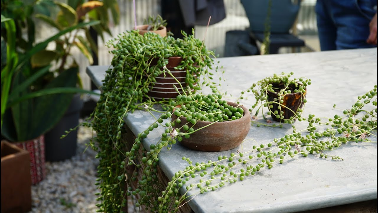 Curio (Senecio) rowleyanus, Tesbih Çiçeği, String of Pearls 🌿 Bitkileri Tanıyalım - Labofem
