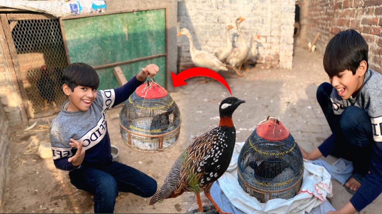 Mini Zoo Main Black Titar A Gea 😍@RizwanVlogs3767