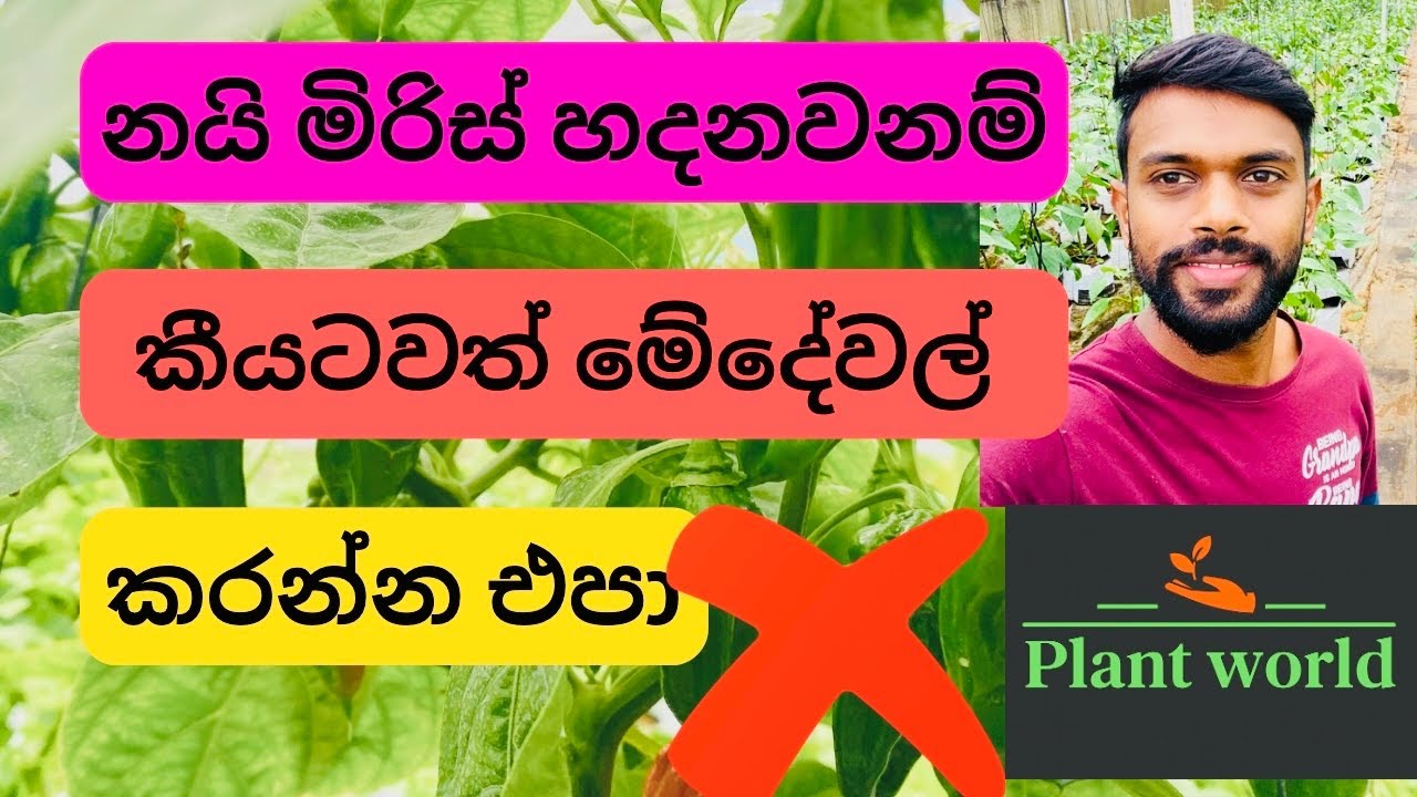 නයි මිරිස් වගාවකට වැරදිලාවත් නොකල යුතු දේවල්.. Nai miris wagawata nokala yuthu de