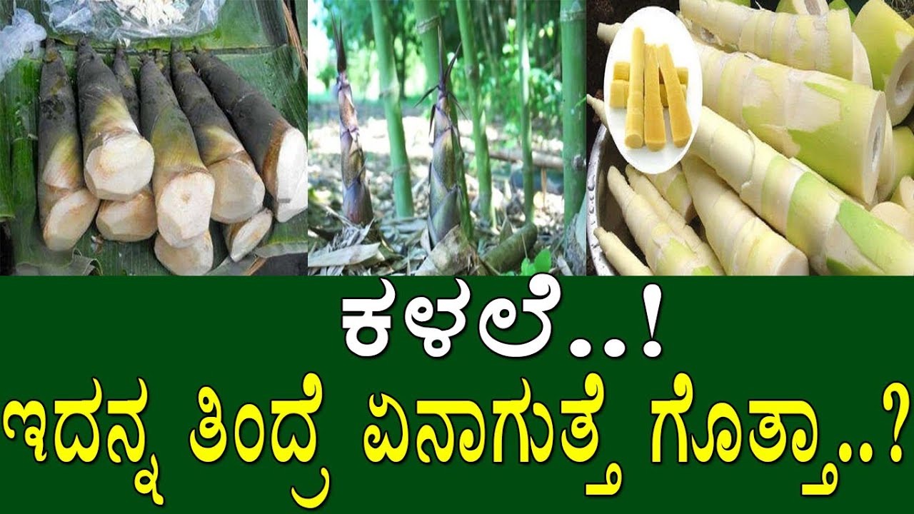 ಕಳಲೆ..! ಇದನ್ನ ತಿಂದ್ರೆ ಏನಾಗುತ್ತೆ ಗೊತ್ತಾ..? health benefits of bamboo shoots