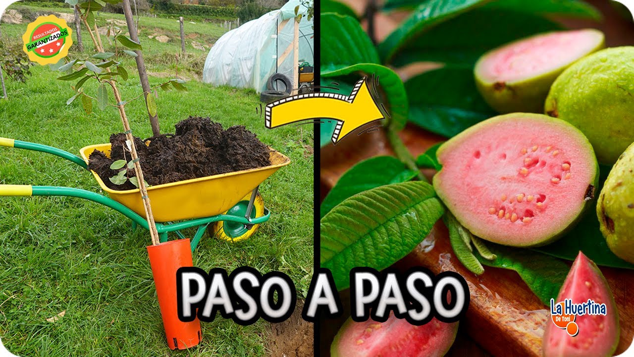 Como Y Cuando Plantar Guayaba : Necesidades Y Cuidados De Este Frutal Tropical | La Huertina De Toni