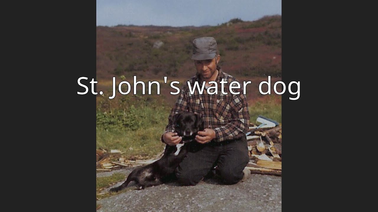 St. John's water dog