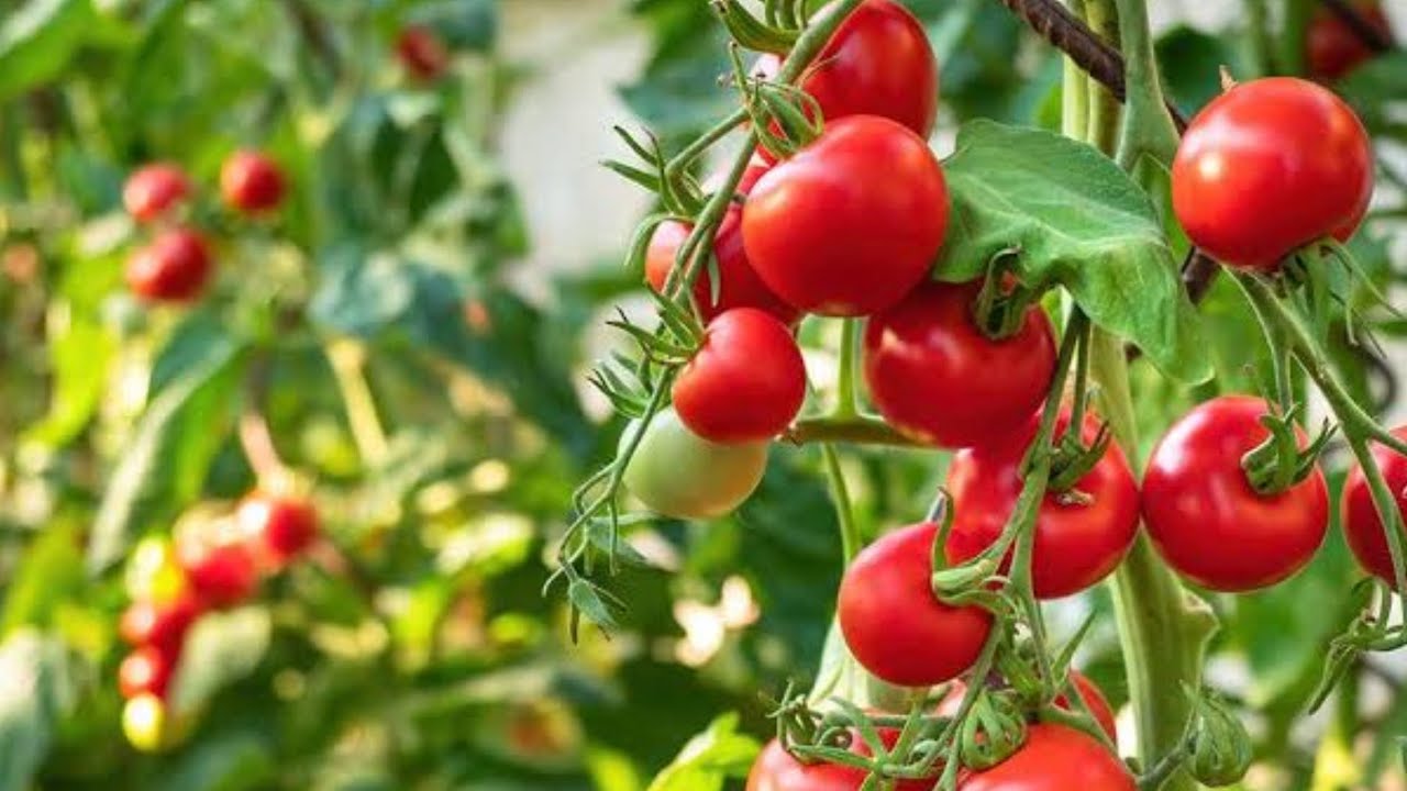 PREPARANDO A TERRA PARA O PLATIO DO TOMATE
