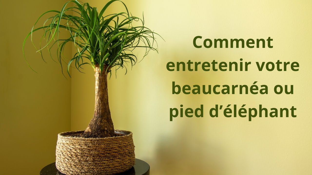 Comment entretenir votre pied d'éléphant ou Beaucarnée