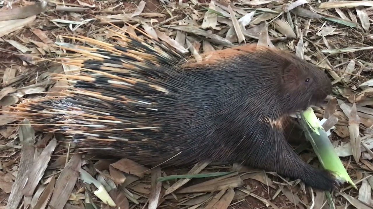 1.A cute Porcupine is eating little bamboo so delicious.# Porcupine#wild animal#