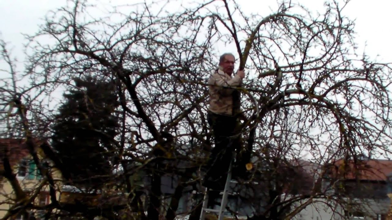 Schneiden im Garten 2011 - Apfelhochstamm 5v6