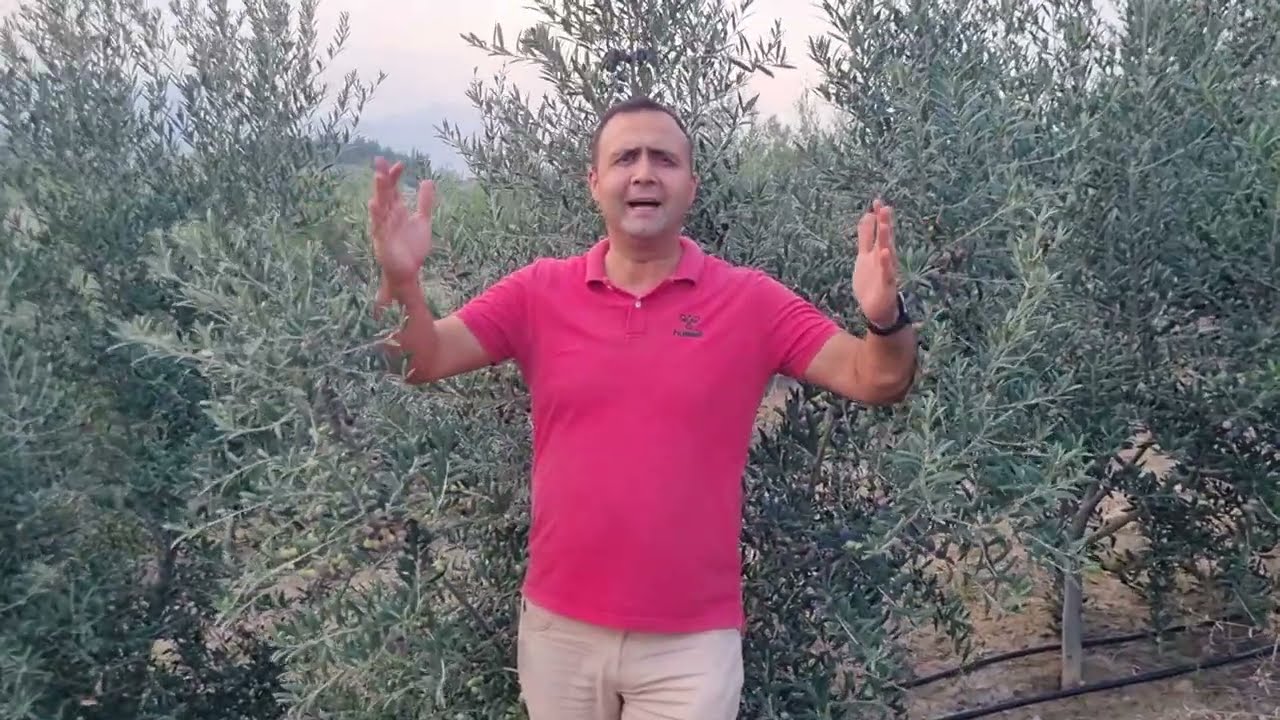 Arbequina Bah&ccedil;esi 4 Yaş
