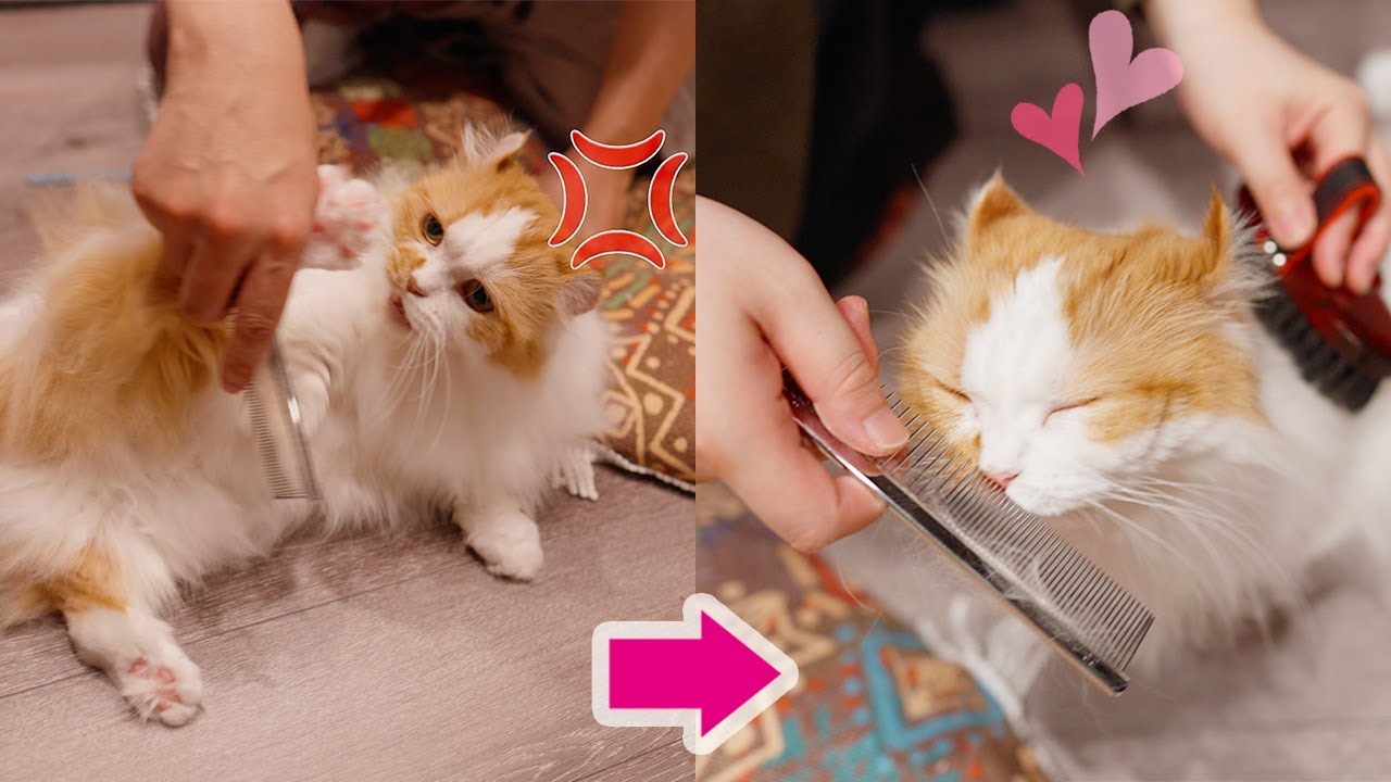 ブラッシング大嫌いの猫に6年かけた愛が伝わりました