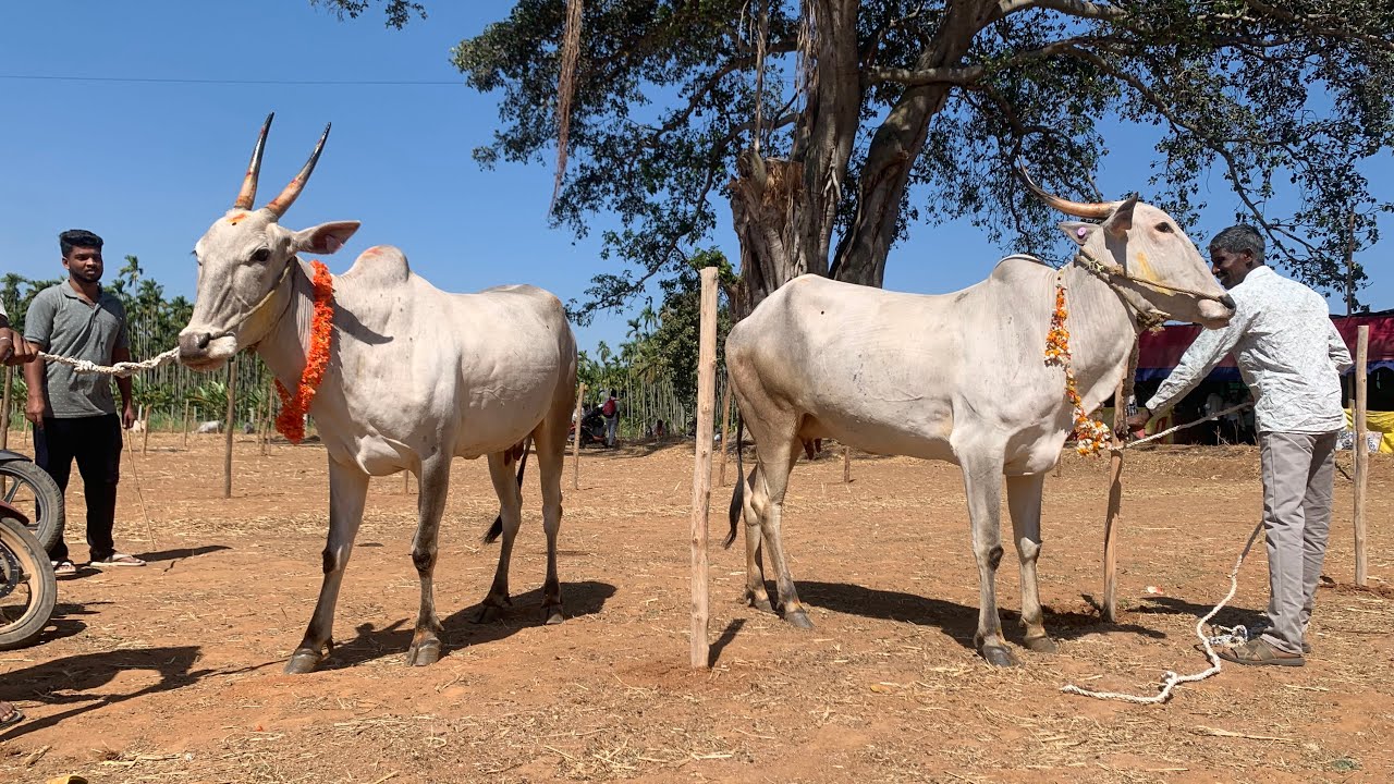 ಸಿದ್ದಗಂಗಾ ಜಾತ್ರೆಗೆ ಹಳ್ಳಿಕಾರ್ ಹಸುಗಳ ಆಗಮನ 