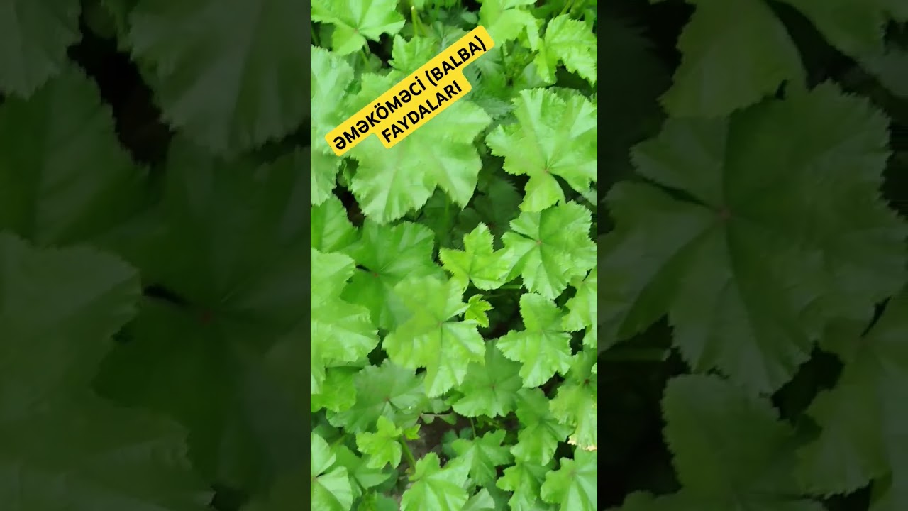 Чем полезна трава очитка?