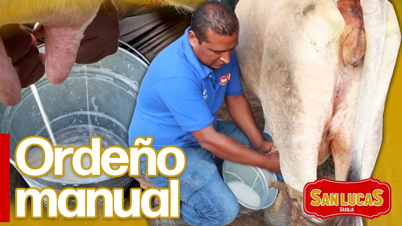 Ordeña de vacas, método manual | Granja San Lucas