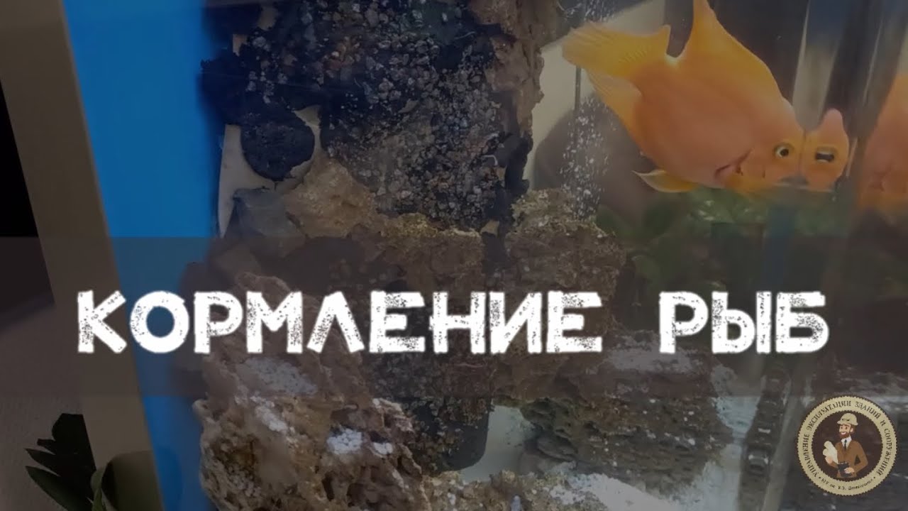 Кормление рыб