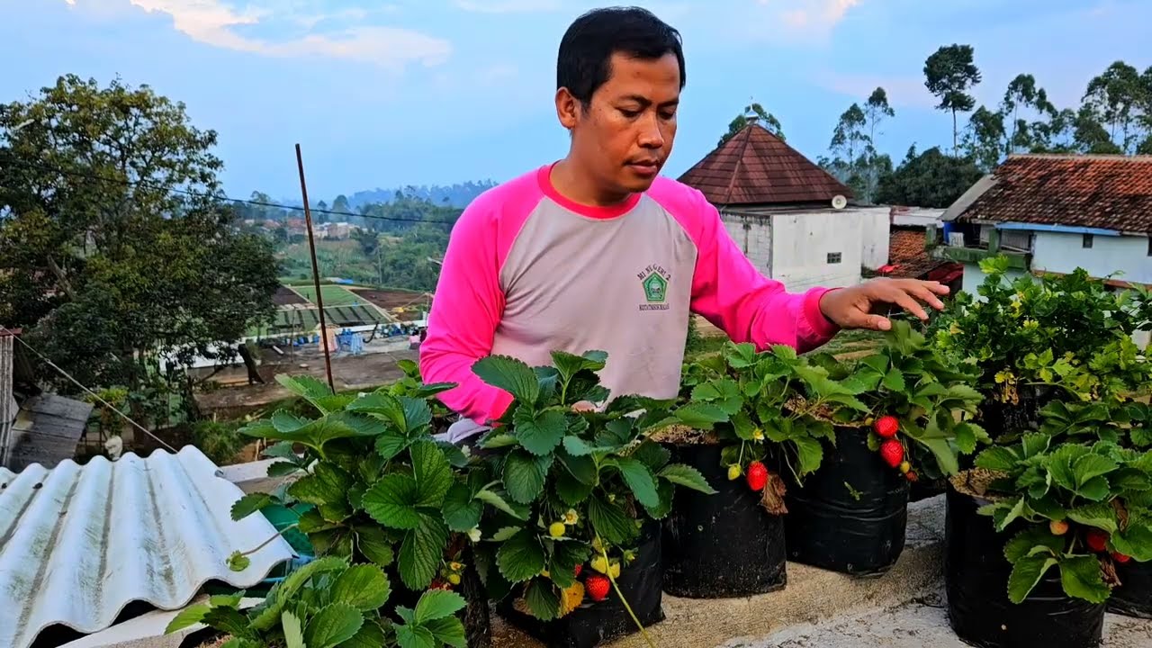 Supaya stroberi berbuah lebat 🍓