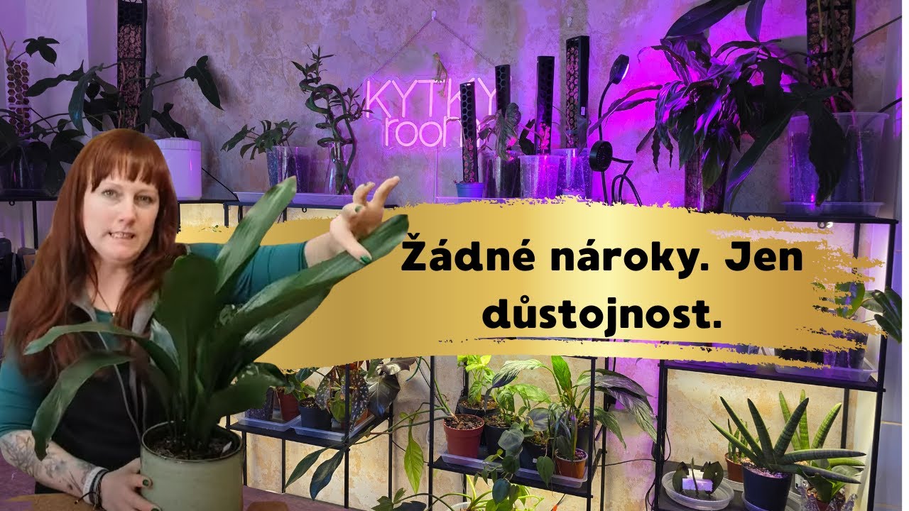 127 Aspidistra elatior a jak o ni pečovat.