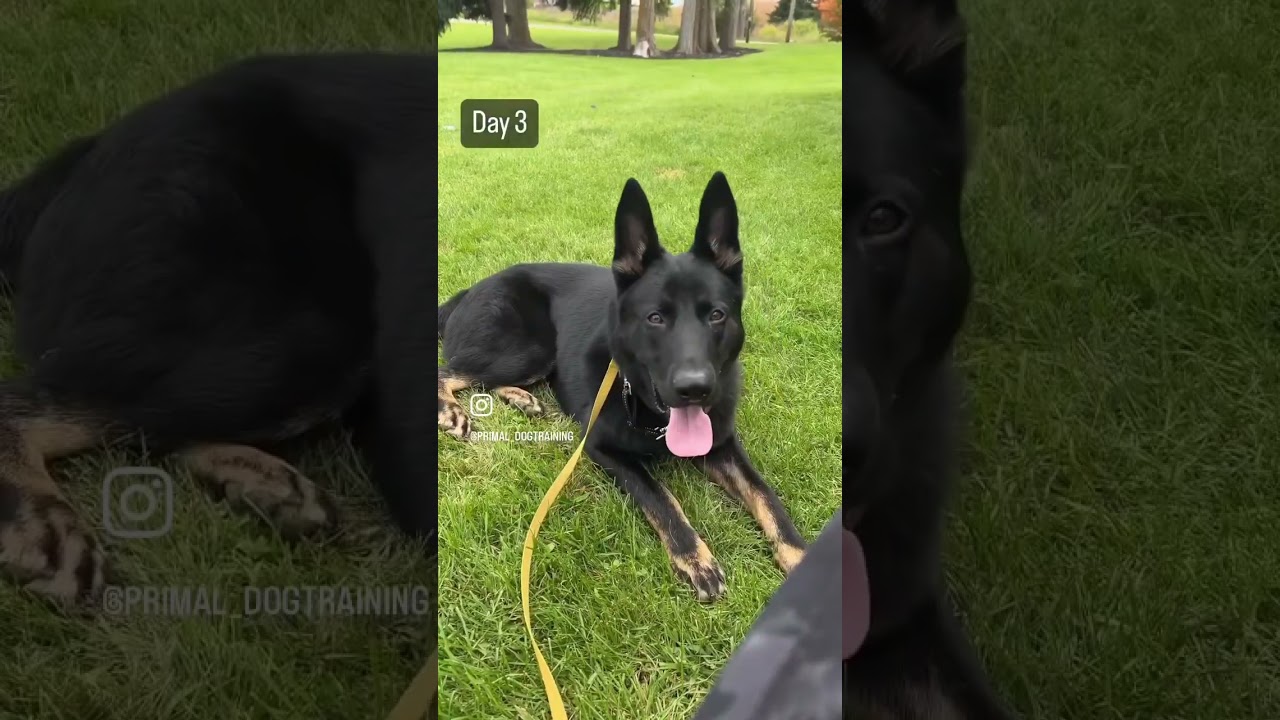 One of the BEST exercises to help your reactive dog #dogtrainer
