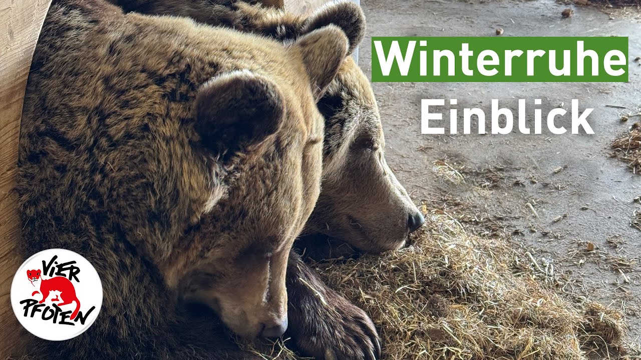 #arosafriday - Winterruhe Einblick | VIER PFOTEN
