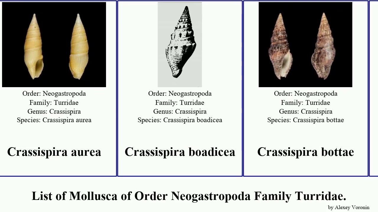 List of Mollusca of Order Neogastropoda Family Turridae. crassispira eucithara clavus lienardia