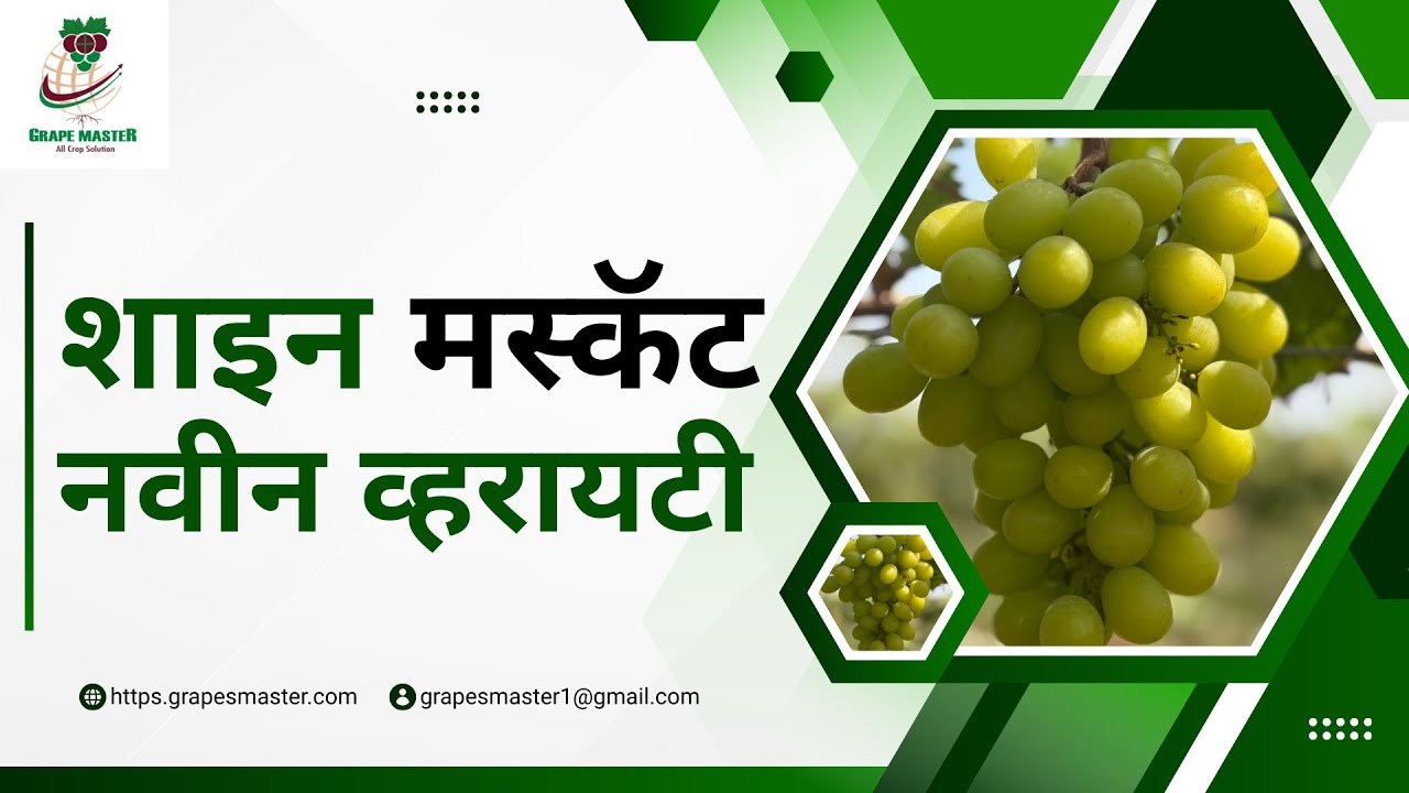 Grape Master द्राक्षसेवा -शाइन मस्कॅट नवीन व्हरायटी