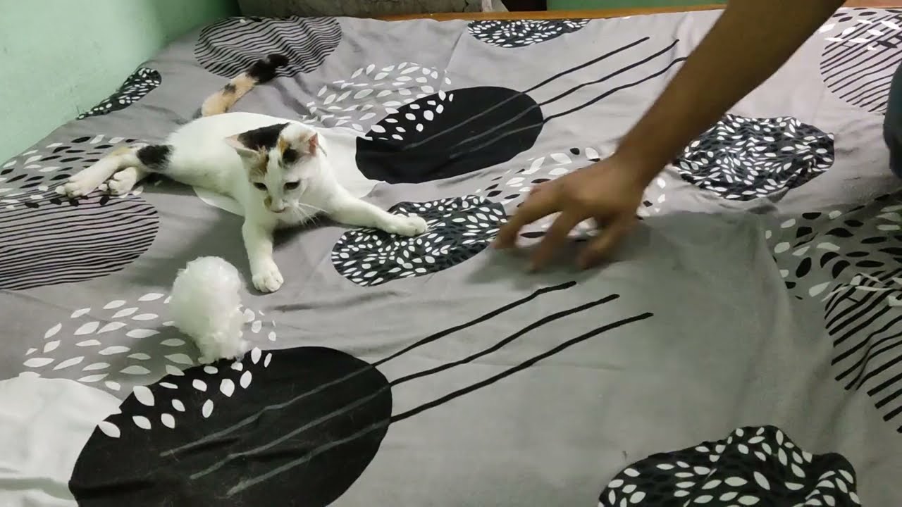 Cute cat 😻