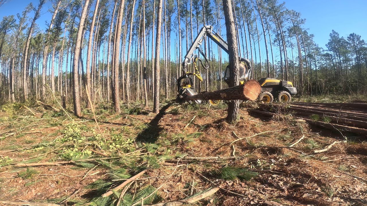 Unbelievable Logging in Georgia: You Won't Believe What Happened in the 