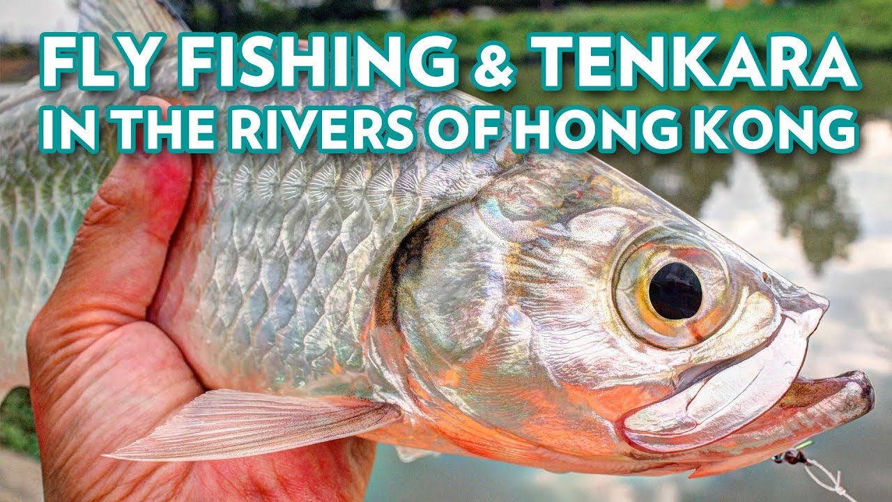 Fly Fishing & Tenkara in The Rivers of Hong Kong