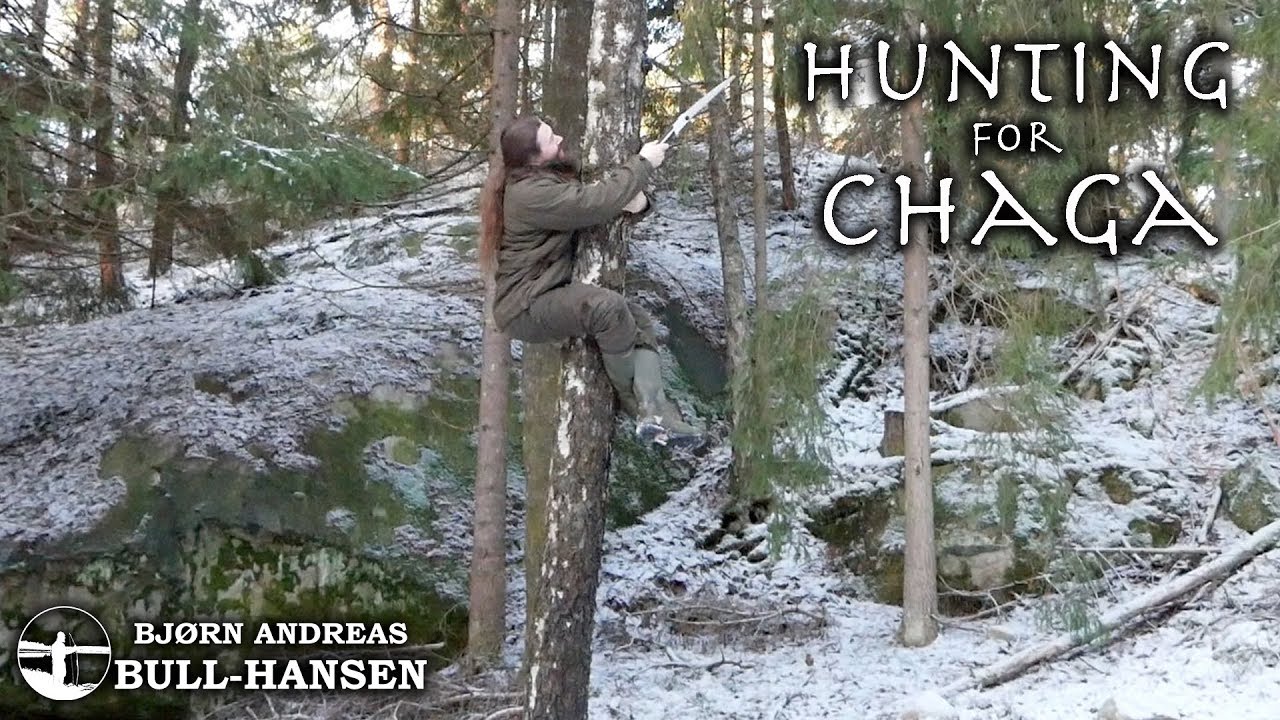 Harvesting Chaga | Bjørn Andreas Bull-Hansen
