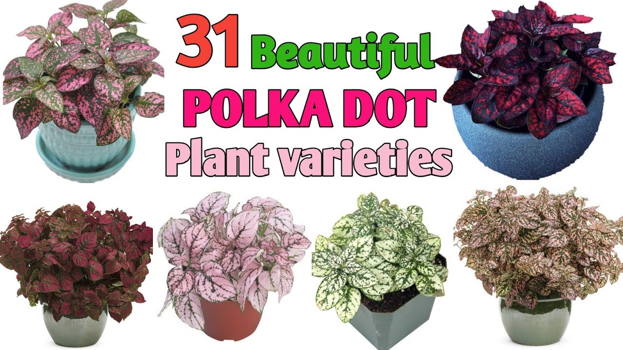 31 Polka Dot Plant Varieties | Triple Splash Plants | Plant and Planting