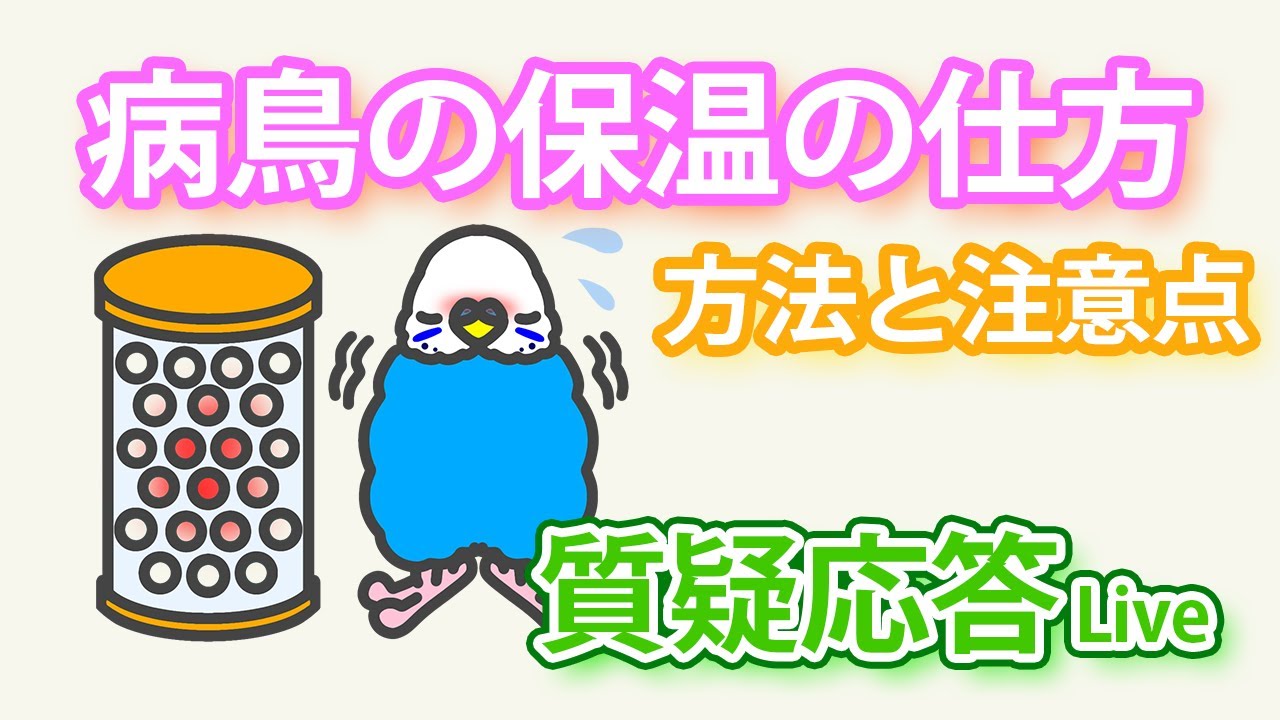病鳥の保温の仕方【質疑応答ライブ】