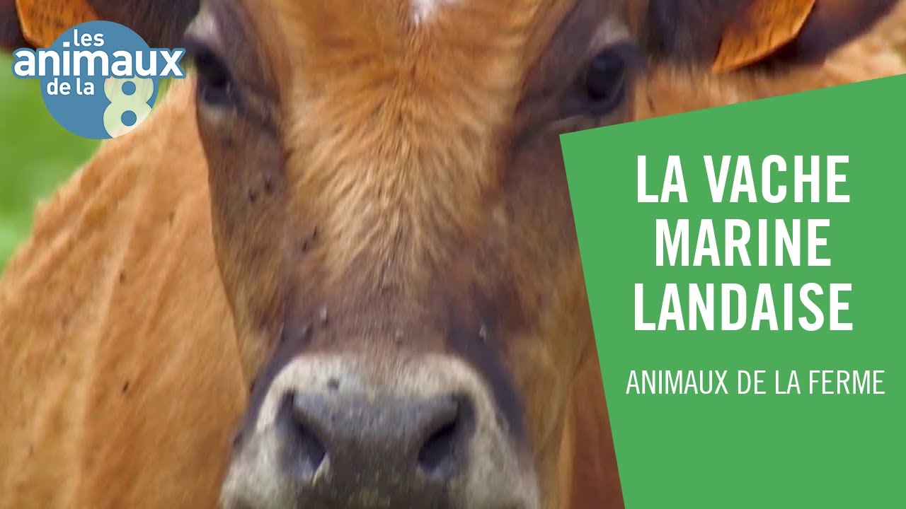 Le fabuleux destin de la vache marine landaise - Les Animaux de la 8