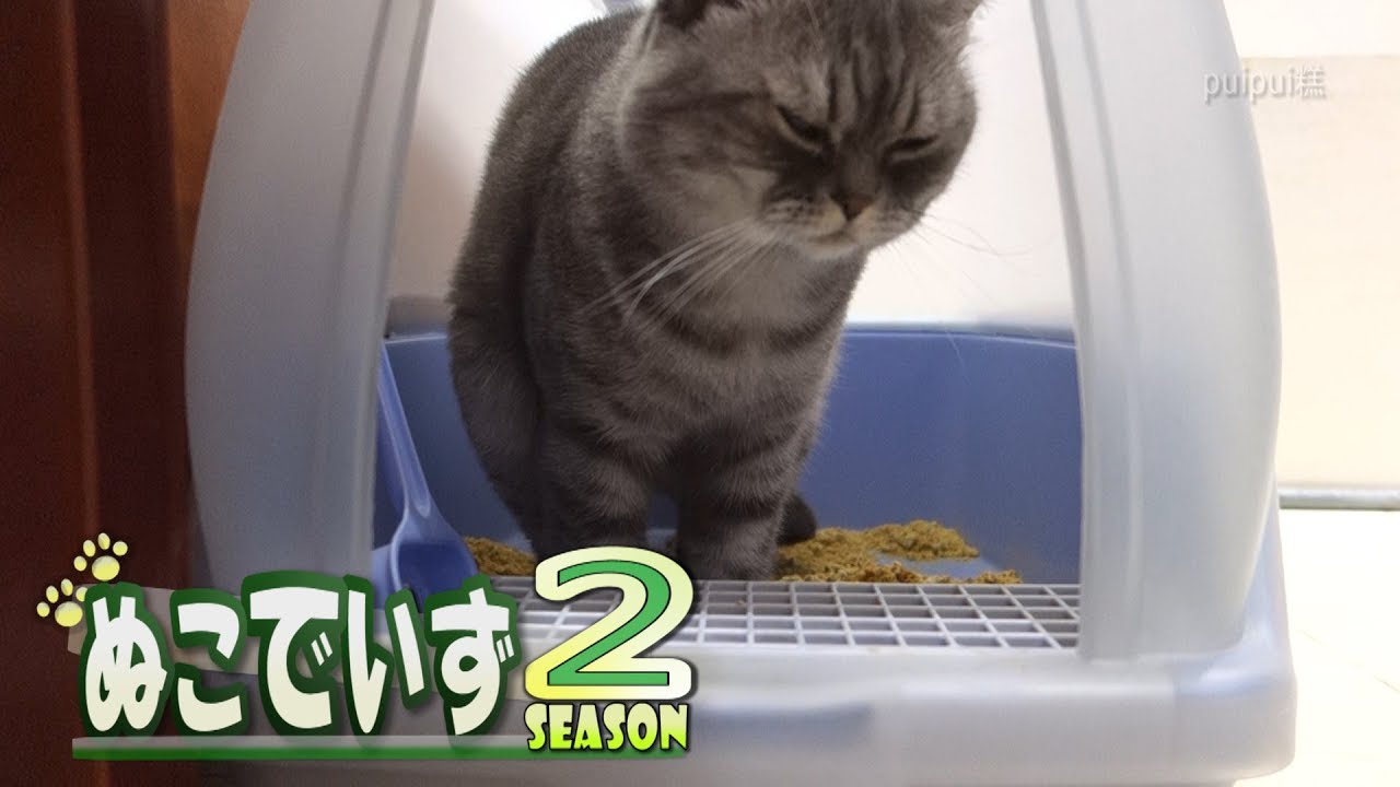 【猫トイレ盗撮】みたらあかんニャ