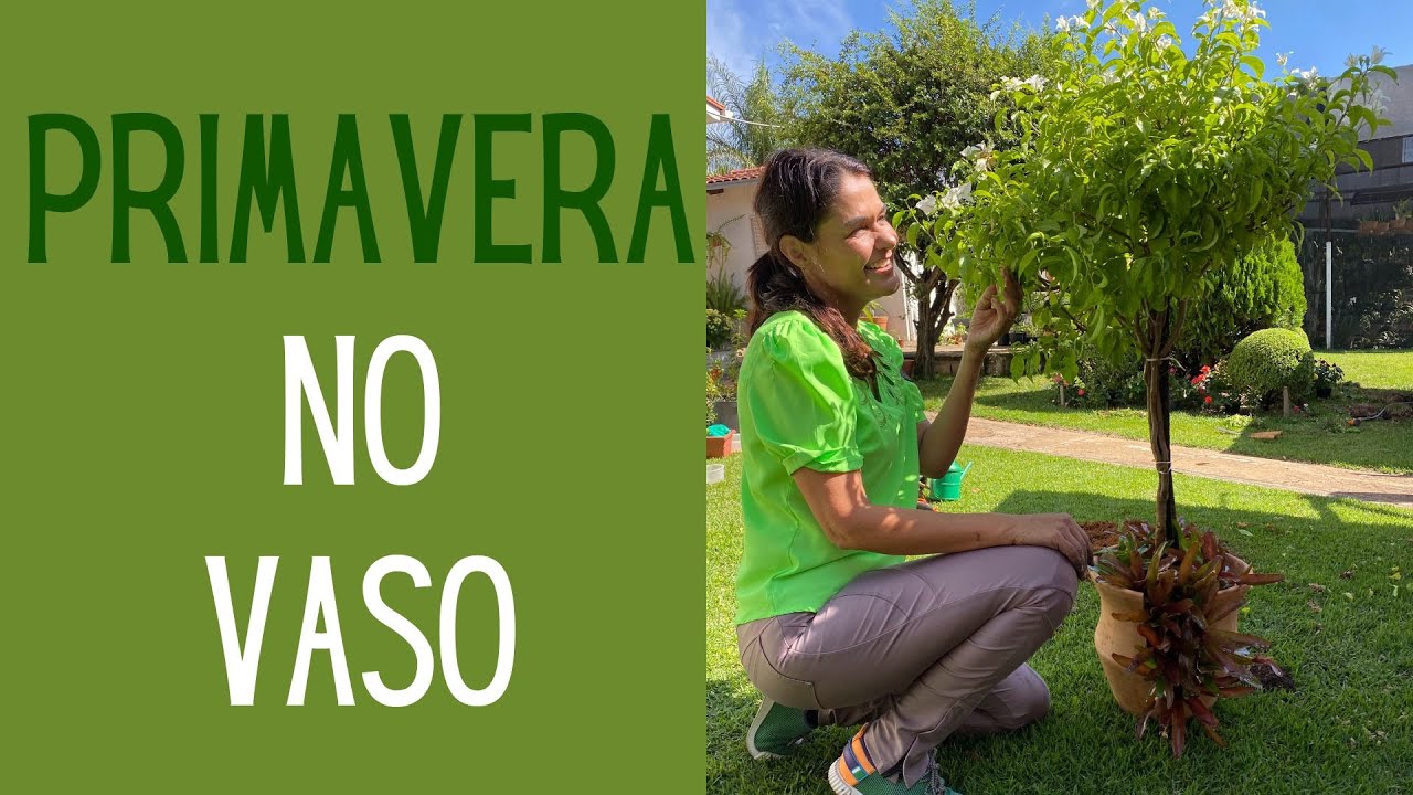 JARDINAGEM: Como plantar e cuidar das Bugainvilles no vaso