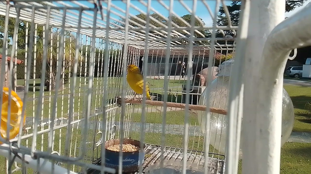 jilguero amarillo el bobyy