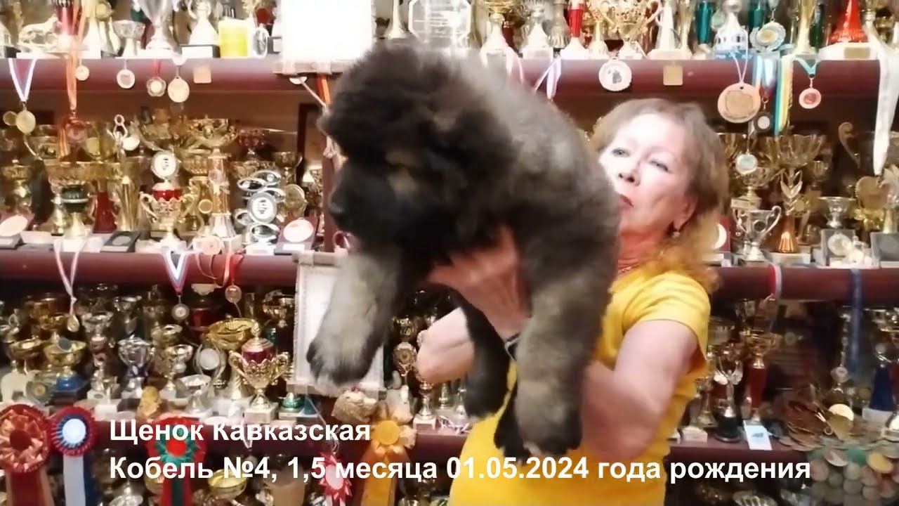 Щенки кавказской овчарки 1,5 мес +79262205603 Татьяна Ягодкина www.r-risk.ru Питомник 