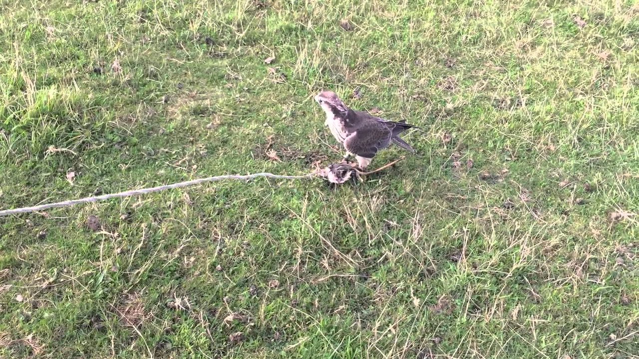 Lure swinging a falcon