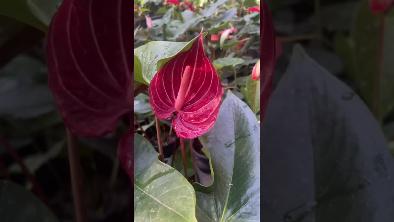 සල්ලි වවනවා කියන්නේ මේවා හදද්දී#anthuriumwagawasinhala#fypviral#plants#anthurium0765647812