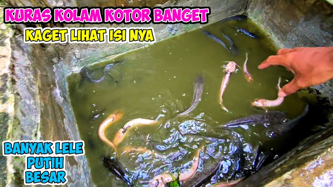 kolam ini sudah lama tak dikuras.. BANYAK LELE PUTIH SiLUMAN....