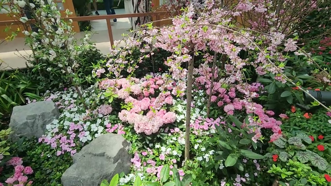 SAKURA/CHERRY BLOSSOM  AT THE DOME,SO BEAUTIFUL FLOWERS,FEELING NASA JAPAN LANG @mhiryham5253