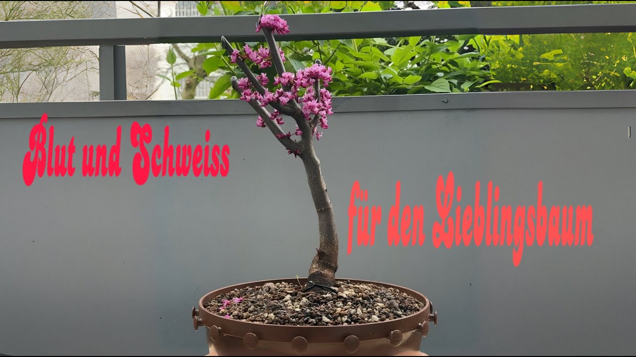 Judasbaum/ Cercis canadensis Der Baum meines Herzens in der Erstgestaltung  Bonsai 10/2024