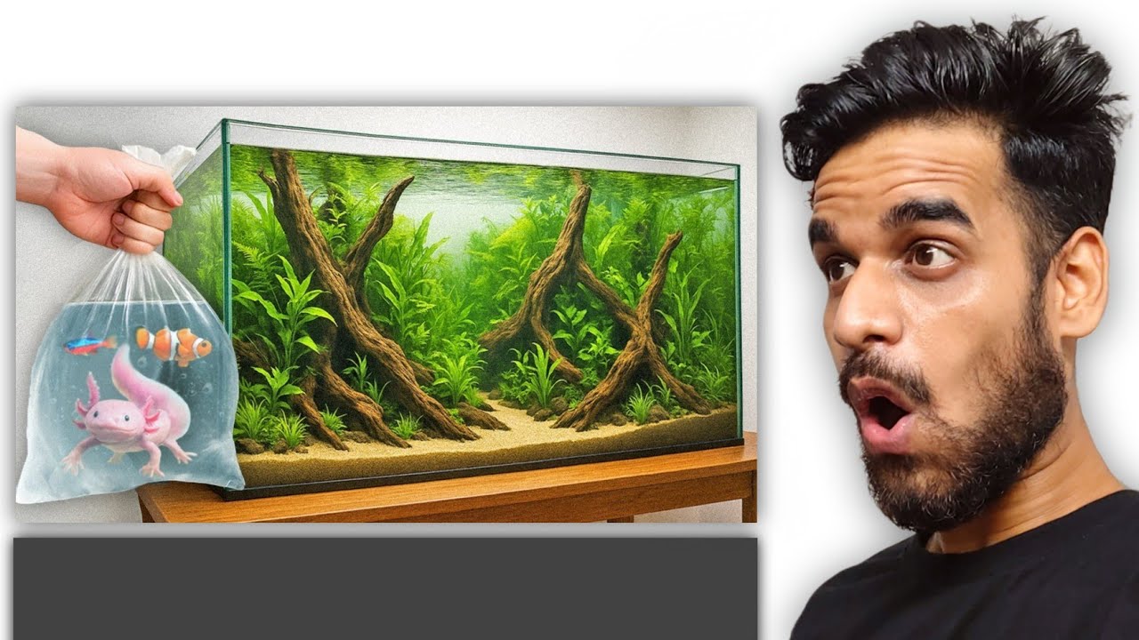MY VIEW ON : I Built a Mega Fish Tank (for the coolest fish)