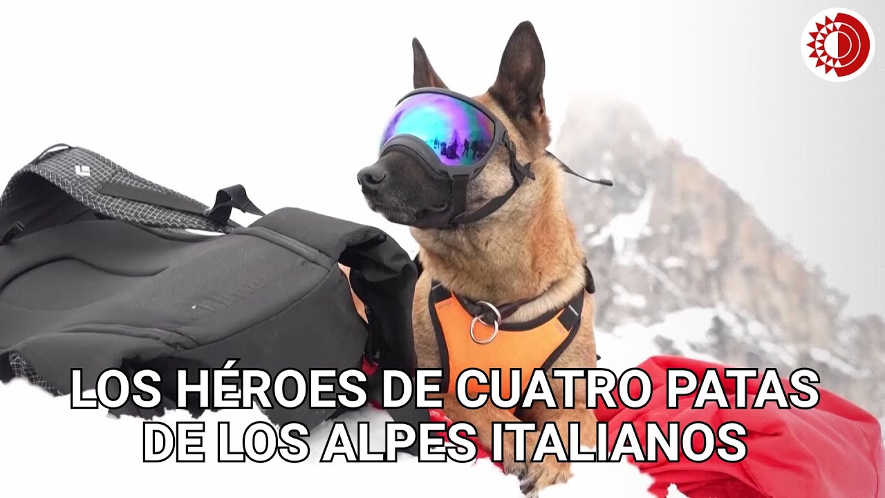 Crece importancia de perros de rescate ante aumento de avalanchas en los Alpes