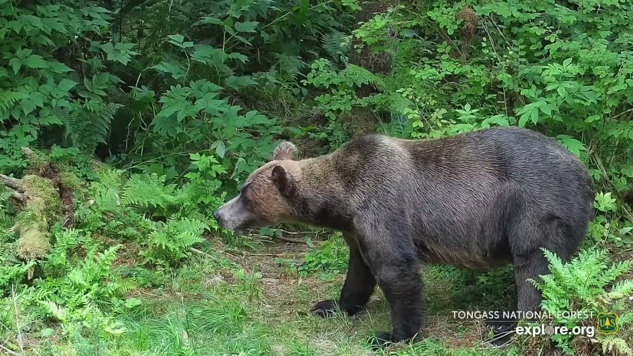 2025-07-18: Foso's cub has close call with Scuba Sue (explore.org)