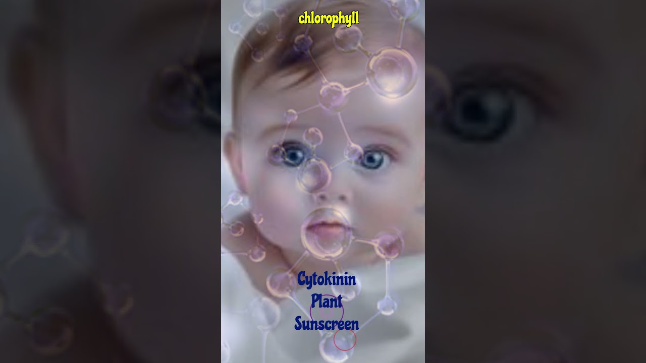 Cytokinin Plant Sunscreen #cytokinins #sunscreen #photosynthesis #chlorophyll #plantphysiology#neet