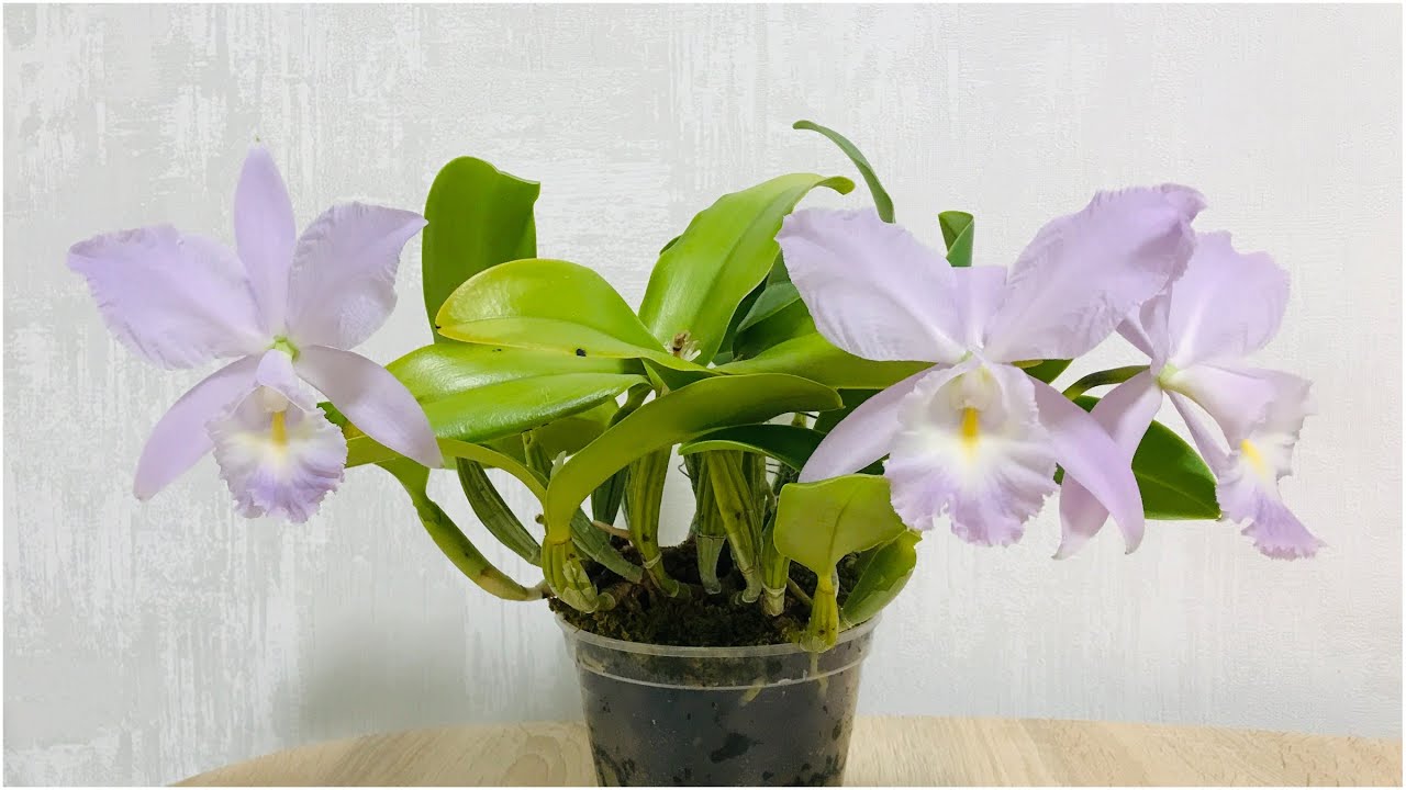 Cattleya Sea Breeze или укрощение строптивых.
