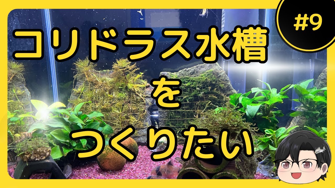 コリドラス水槽を立ち上げる！#9