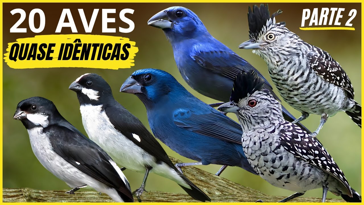 20 Aves Quase Idênticas 