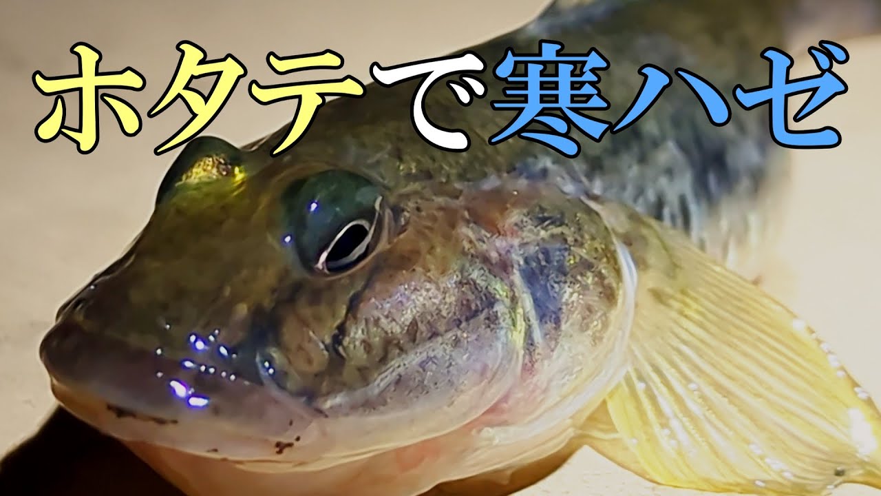 寒さに耐えた分だけ、1匹の重みが違いました。 ２０２６年１月３１日 #ハゼ釣り #鯊 #真鯊 #ハゼ #マハゼ #釣り #小名木川 #東京 #江東区 #江戸 #夜釣
